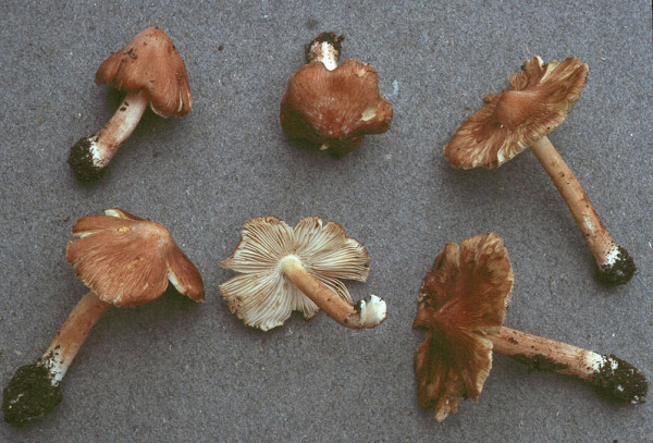 Gefleckter Risspilz-Inocybe maculata