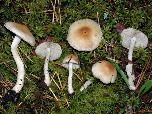 Falber Risspilz-Inocybe posterula