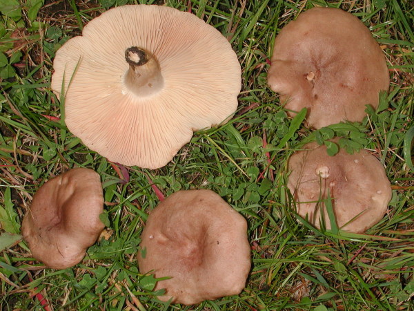 Verbogener Milchling-Lactarius flexuosus