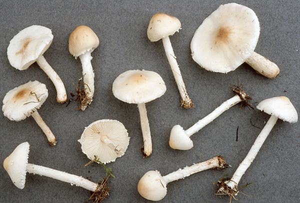 Weisser Schirmling-Lepiota alba