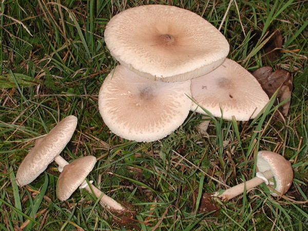 Zitzen-Riesenschirmpilz-Macrolepiota mastoidea