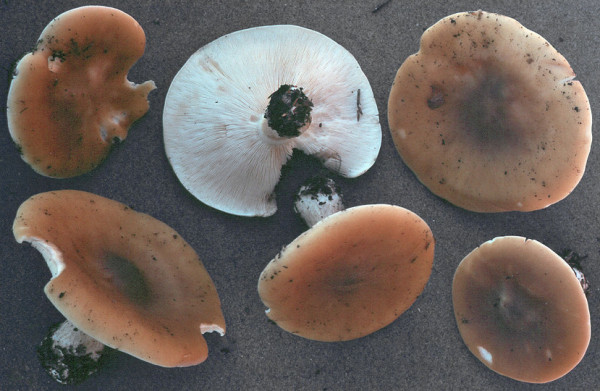Rillstieliger Weichritterling-Melanoleuca grammopus