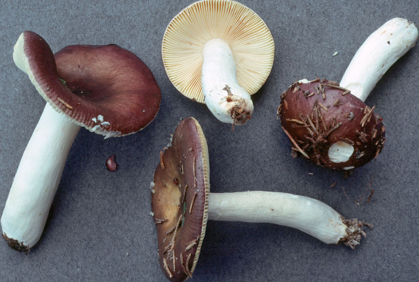 Scharfer Glanztäubling-Russula firmula