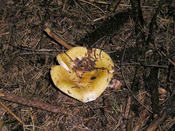Ockerweisser Täubling-Russula ochroleuca