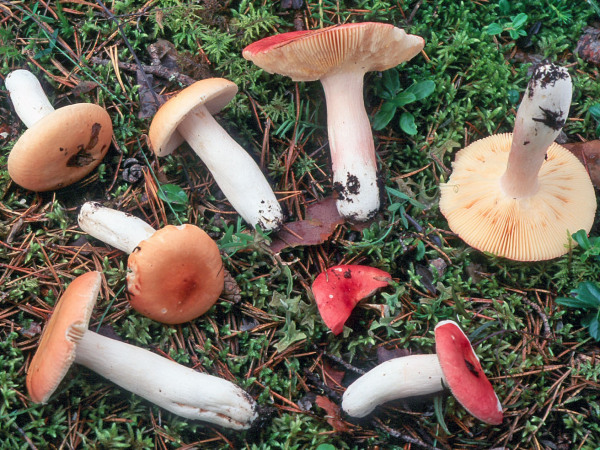 Rosastieliger Täubling-Russula roseipes