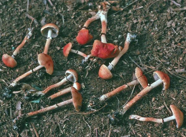 Ziegelroter Träuschling-Leratiomyces squamosus var. thraustus