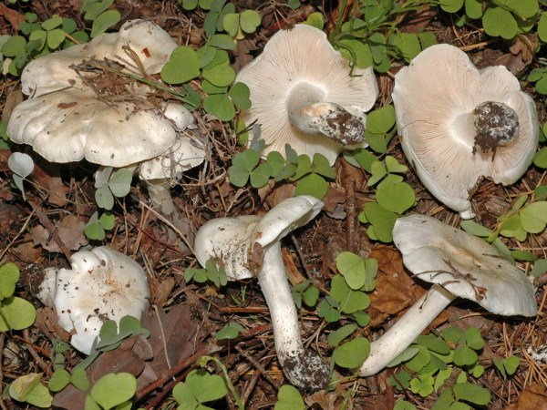 Seidiger Ritterling-Tricholoma columbetta