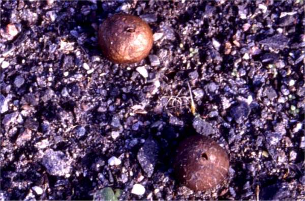 Filziger Bovist-Bovista tomentosa