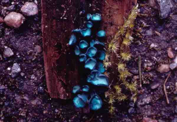 Großsporiger Grünspanbecherling-Chlorociboria aeruginosa
