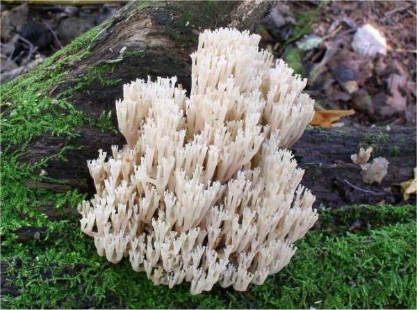 Becherkoralle-Clavicorona pyxidata