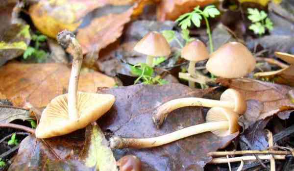 : Samthäubchen-Conocybe siennophylla