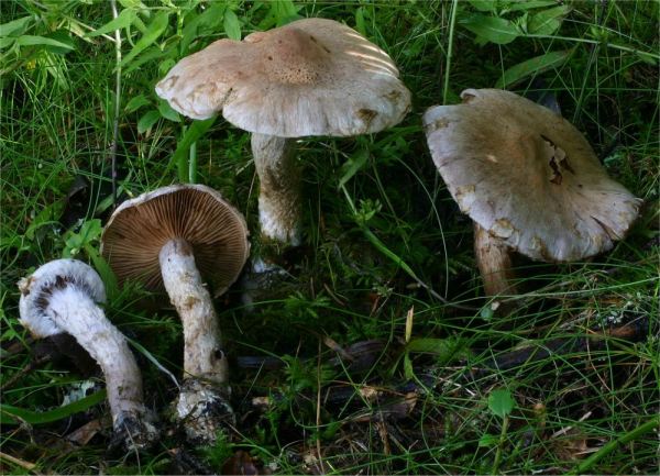 :-Cortinarius alborufescens
