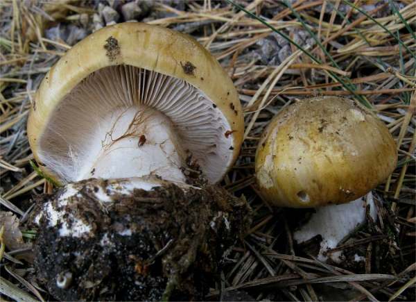 Dunkelschuppiger Klumpfuss-Cortinarius dalecarlicus