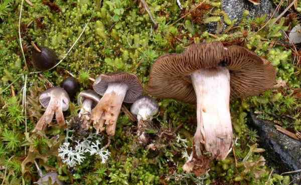:-Cortinarius erubescens