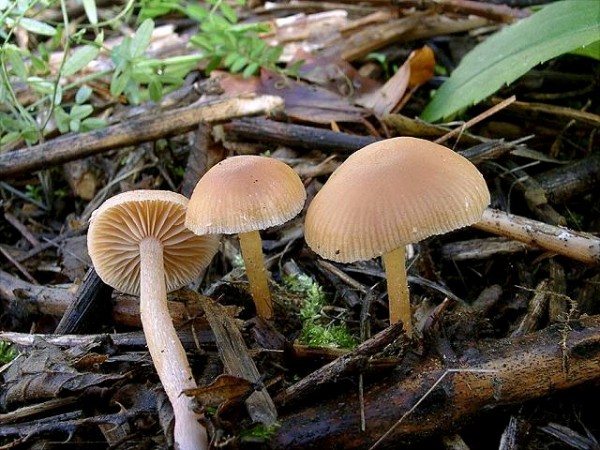 Gemeiner Trompetenschnitzling-Tubaria furfuracea