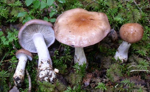 :-Cortinarius serarius