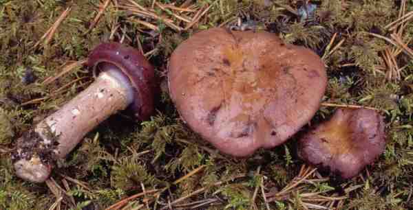 :-Cortinarius transiens