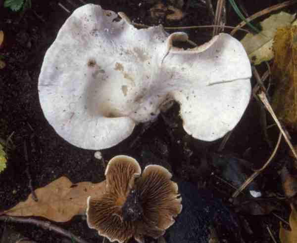 :-Crepidotus autochtonus