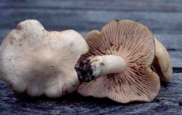 Elfenbeinweisser Frühlingsrötling-Entoloma niphoides