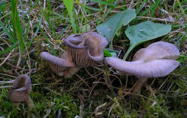 Dunkelblättriger Nabelrötling-Entoloma undatum