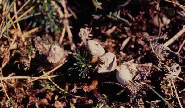 Kleiner Erdstern-Geastrum schmidelii