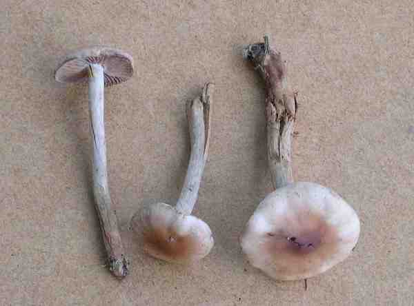 Weissstieliger Fälbling-Hebeloma candidipes