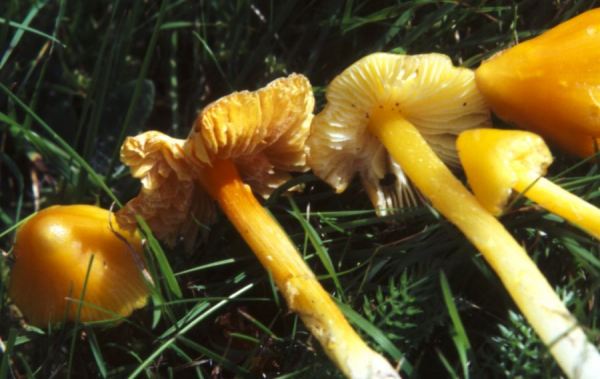 Safrangelber Saftling-Hygrocybe persistens var. persistens