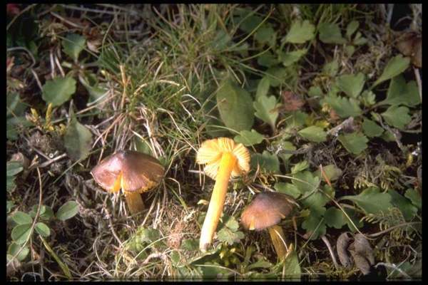 Braungelber Saftling-Hygrocybe spadicea