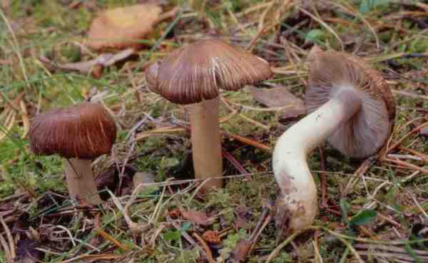 Braunstreifiger Risspilz-Inocybe fuscidula var. fuscidula