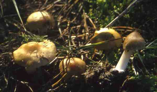 Gerandetknolliger Risspilz-Inocybe mixtilis