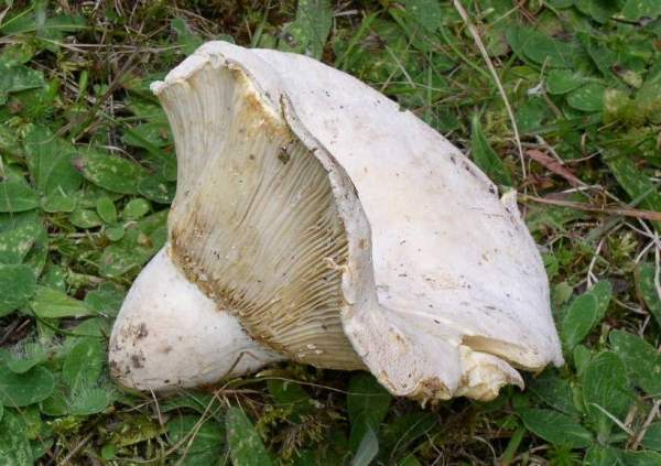 Scharfmilchender Wollschwamm-Lactarius bertillonii