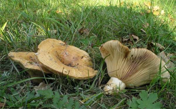 Echter Zonenmilchling-Lactarius zonarius