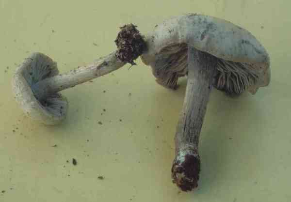 Kleinsporiges Graublatt-Tephrocybe mephitica