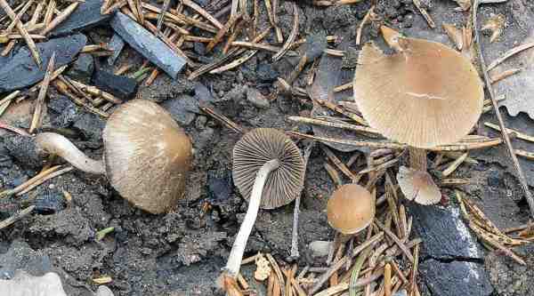 Faserstieliger Brandstellenschnitzling-Hebeloma pseudoamarescens