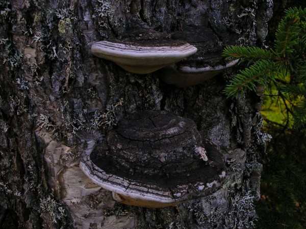 :-Phellinus cinereus