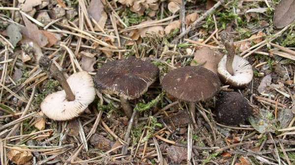 Flockigbereifter Dachpilz-Pluteus nanus