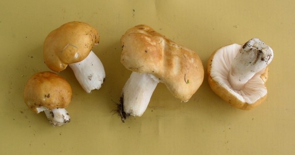 Rotstieliger Zwergtäubling-Russula font-queri