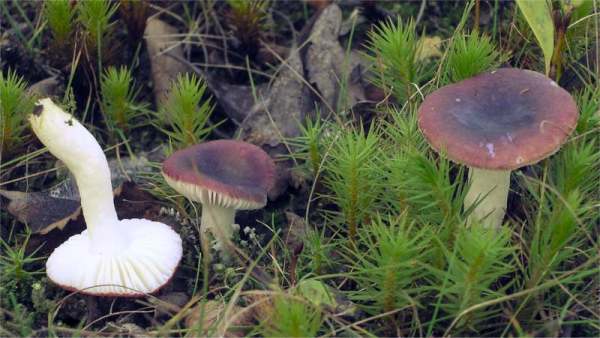 Lackierter Täubling-Russula laccata