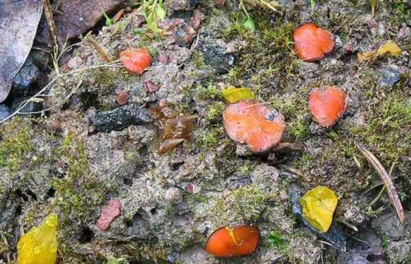 : Schildborstling-Scutellinia minor