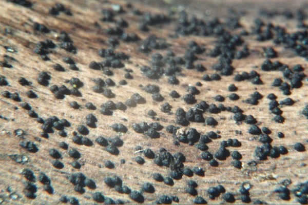 :-Chaetosphaeria innumera