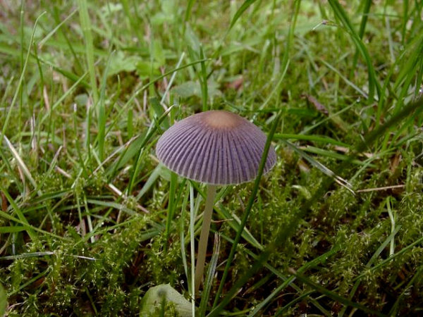 Glimmeriger Scheibchentintling-Parasola plicatilis