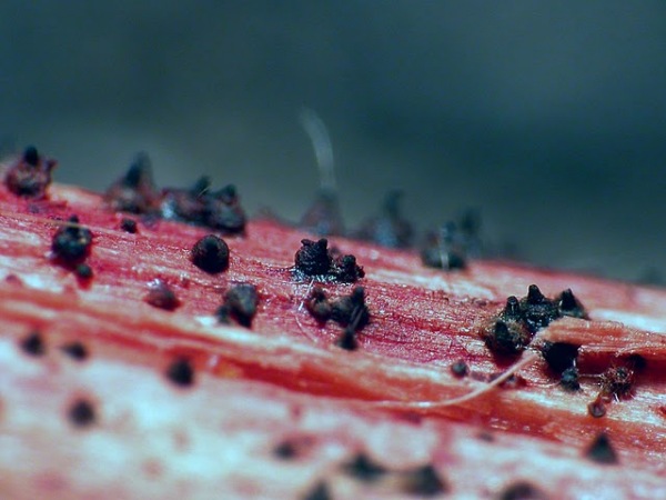 Fadensporiges Kugelpilzchen-Leptospora rubella