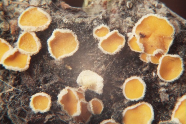 : Haarbecherchen-Lachnellula gallica