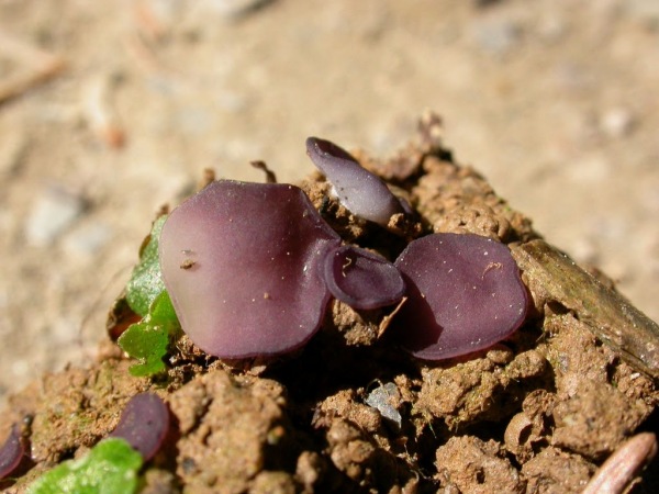 Blauvioletter Rundsporbecherling-Marcelleina persoonii