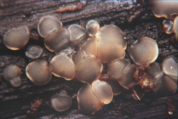 Gekrümmtsporiges Knopfbecherchen-Orbilia curvatispora