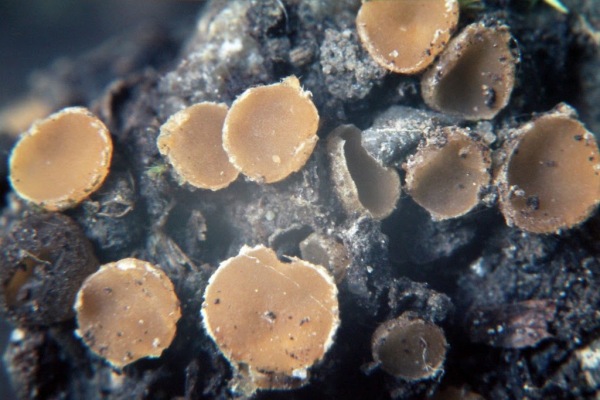 Zitterpappel-Rindenbecherchen-Tricharina ascophanoides