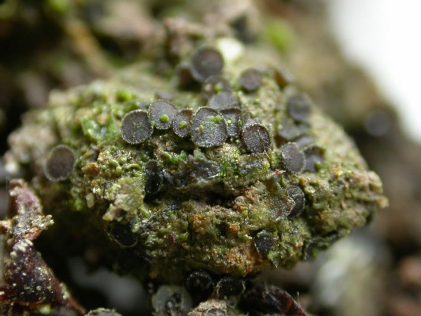 Brandstellenborstling-Trichophaea abundans