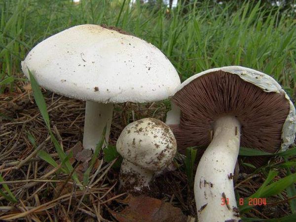 Agaricus Arvensis Anischampignon Agaricus Arvensis Anischampignon