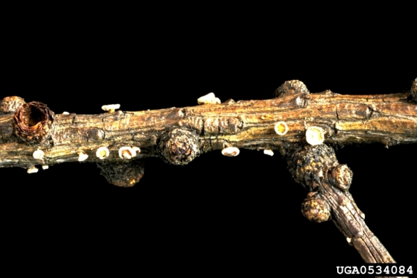 Lärchen-Krebsbecherchen-Lachnellula willkommii