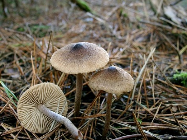 Struppeliger Risspilz-Inocybe capucina